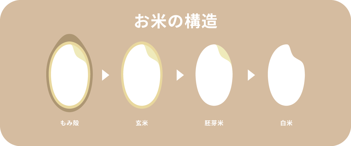 お米の構造